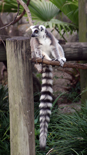 Ring-tailed Lemur.