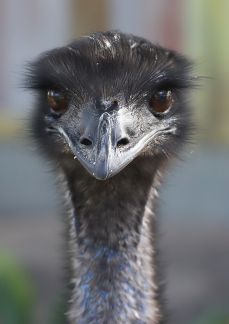 Emu headshot