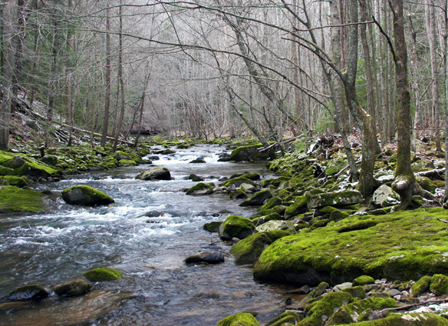 Fiery Gizzard River bottom