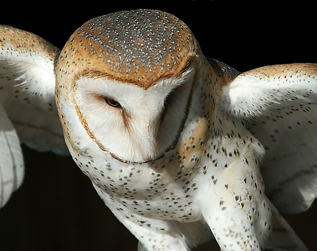 Barn owl