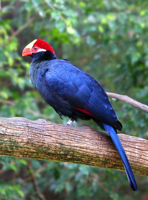 Wild bird