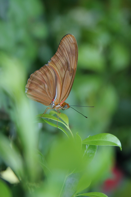 Butterfly-unedited-for-DPC.jpg