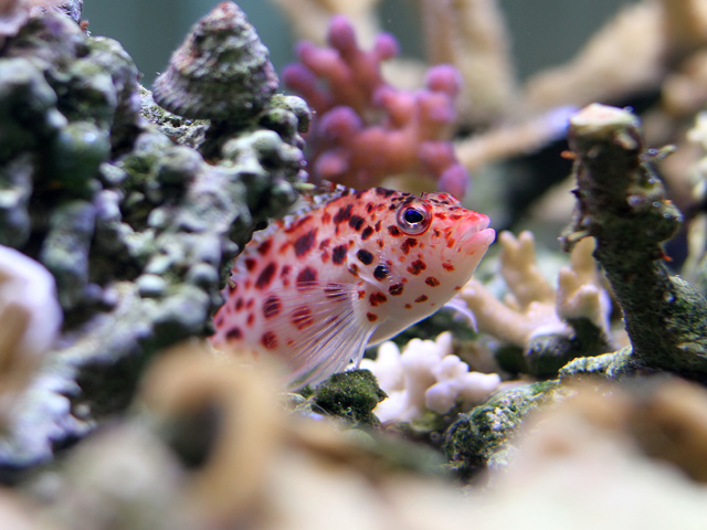 Hawkfish