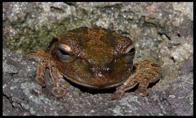 Frog in hole