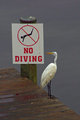 No Diving