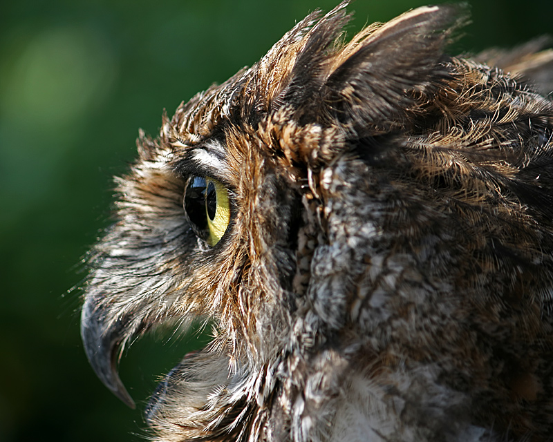 owl_9551