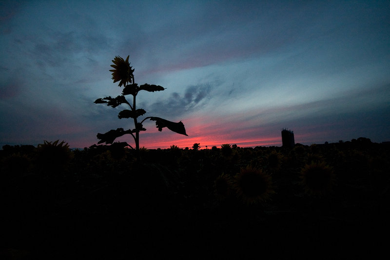 sunflowers_0605b