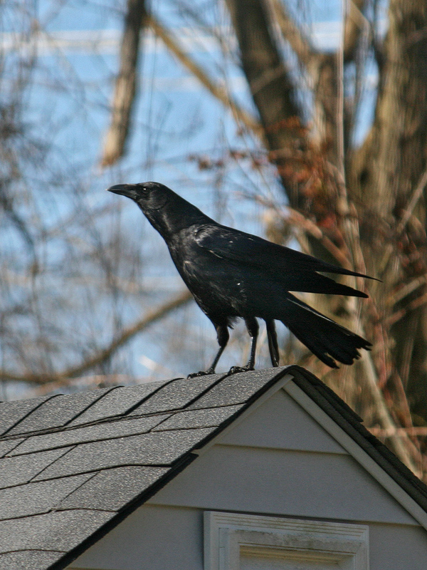 american-crow