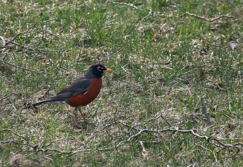 american-robin