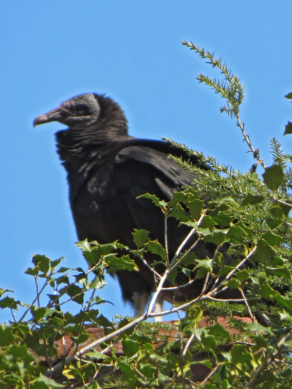 black-vulture