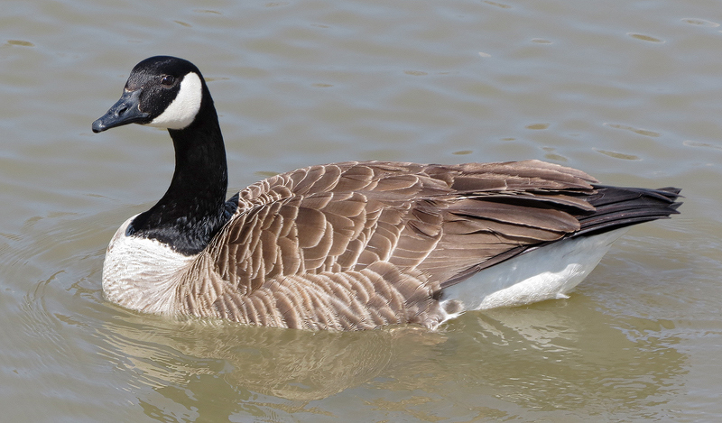 canada-goose