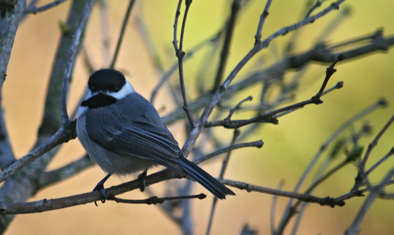 carolina-chickadee