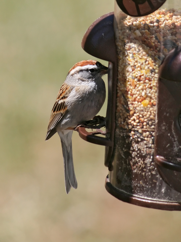 chipping-sparrow