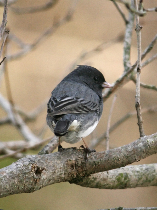 dark-eyed-junco