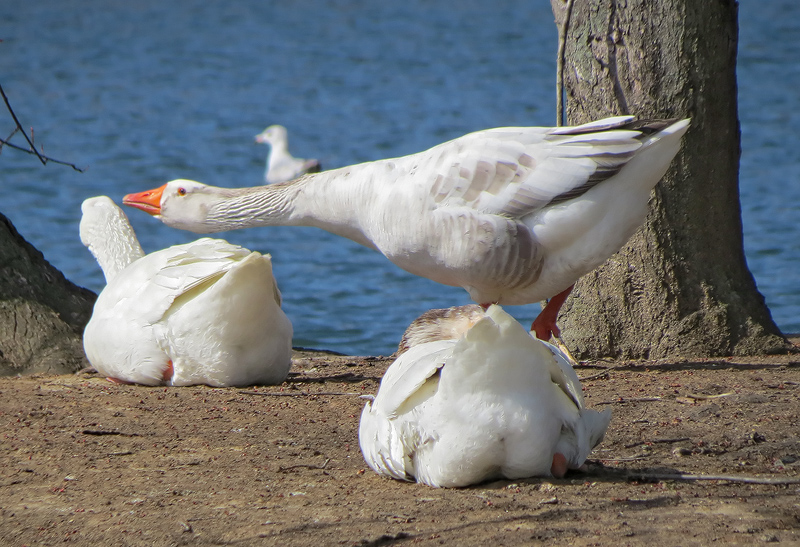 domestic chinese goose hybrid