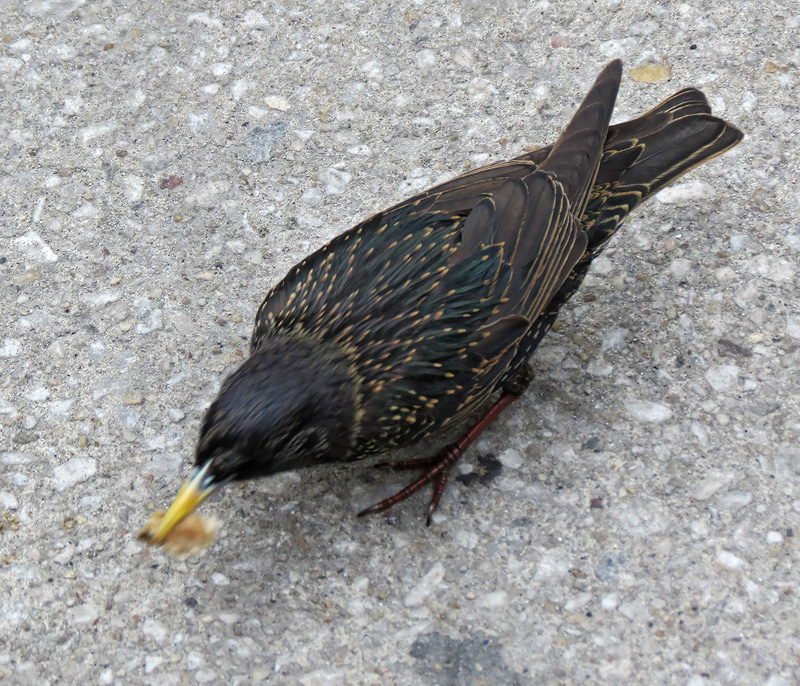 european-starling