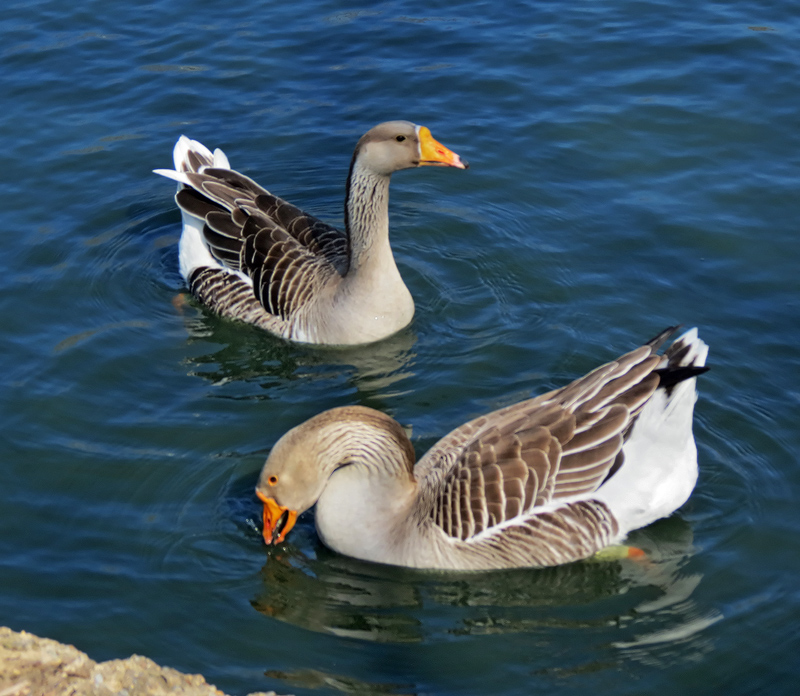 graylag-goose