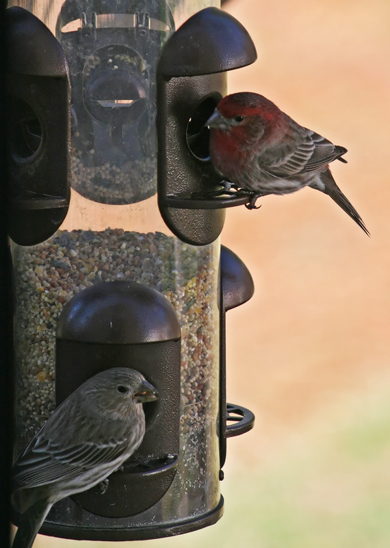 house-finch