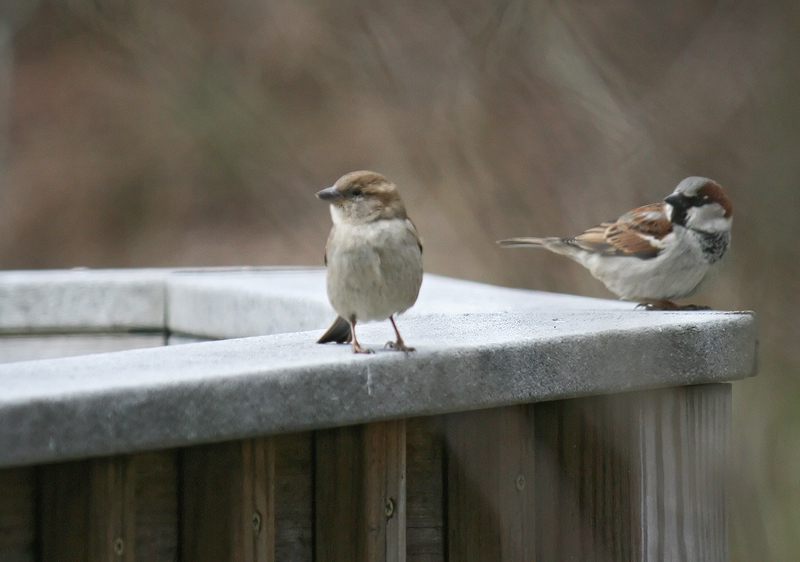 house-sparrow