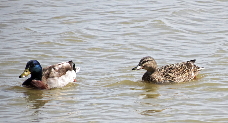 mallard