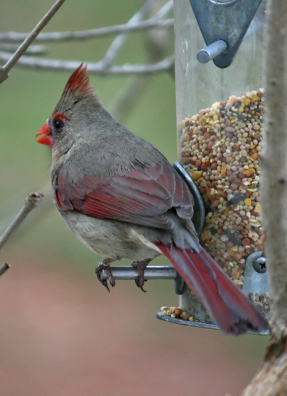 northern-cardinal