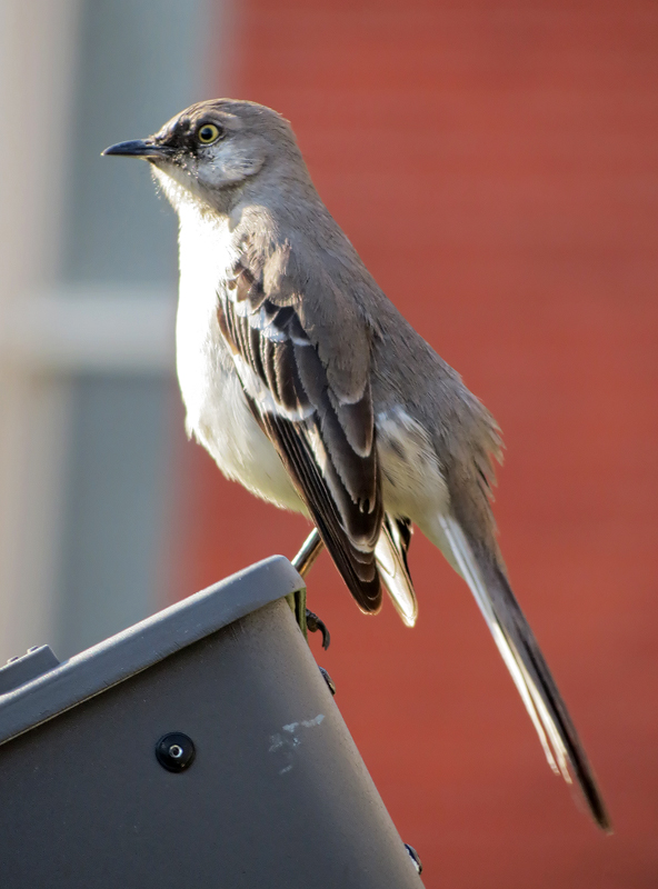 northern-mockingbird