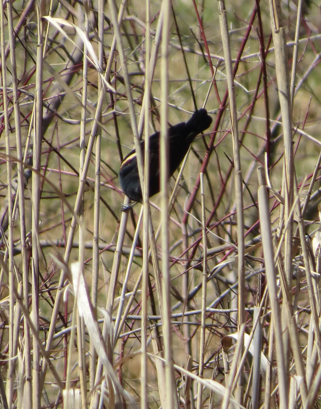 red-winged-blackbird