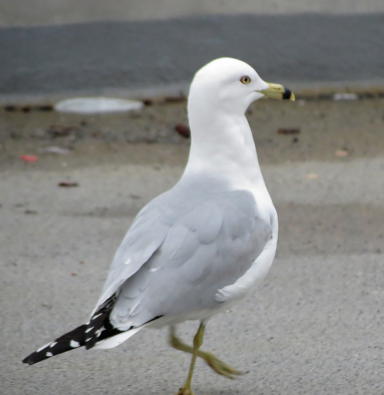 ring-billed-gull