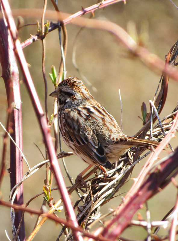 song-sparrow
