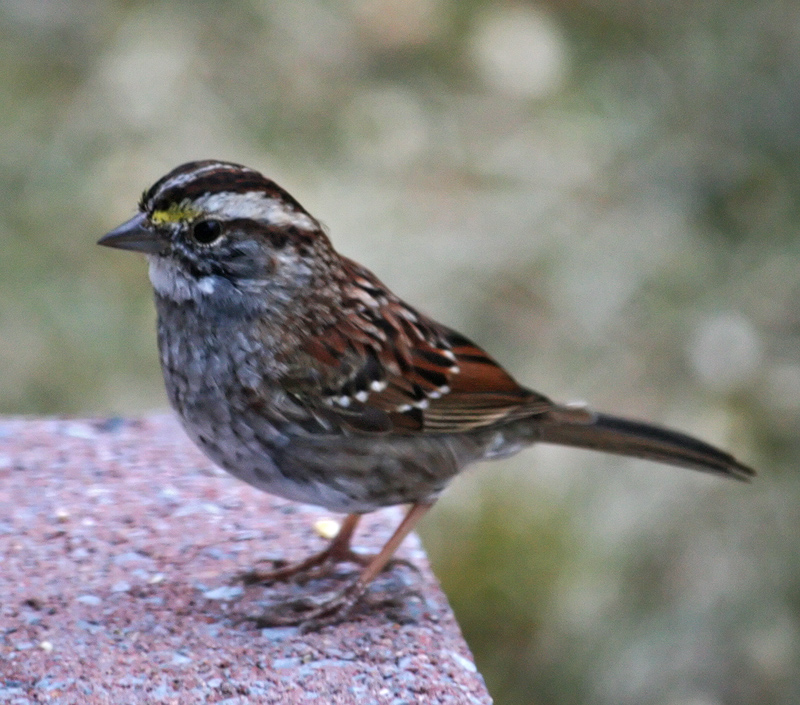 white-throated-sparrow