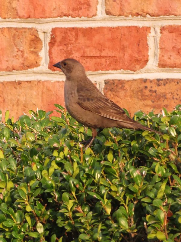 brown-headed-cowbird