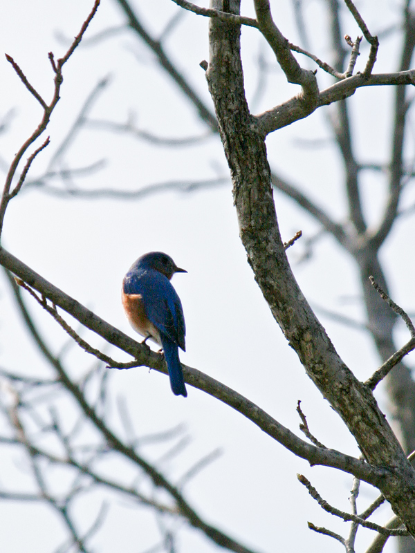 eastern-bluebird