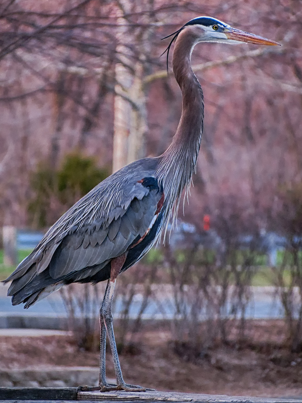 great-blue-heron