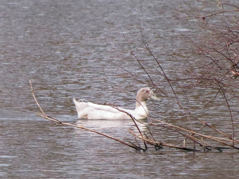 hybrid-duck