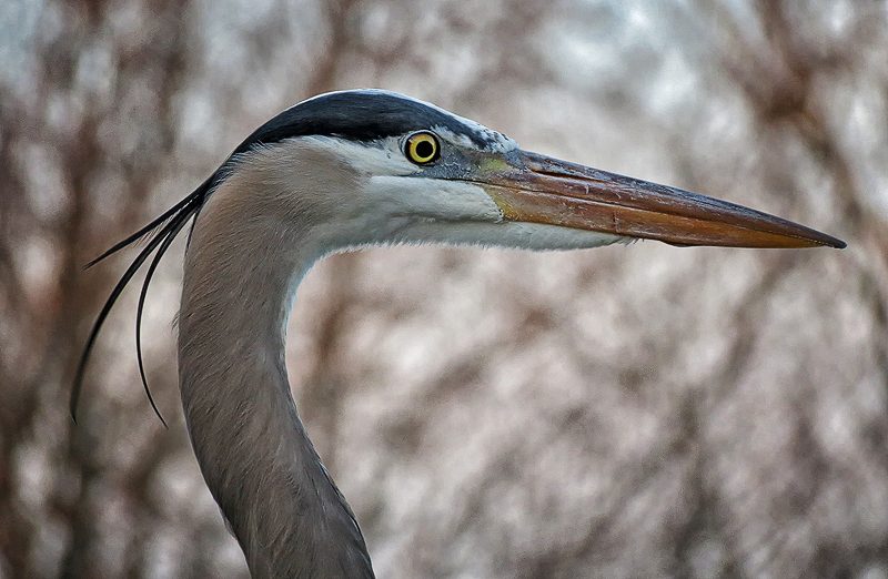 outtake_fs0414_heron_0209