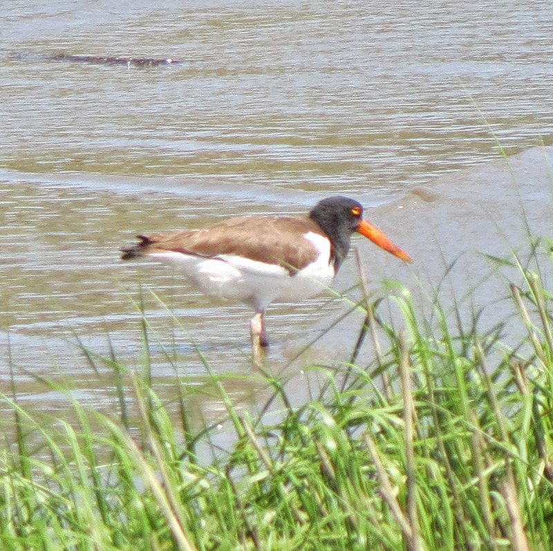 american-oyster-catcher