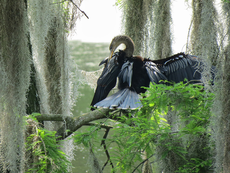 anhinga