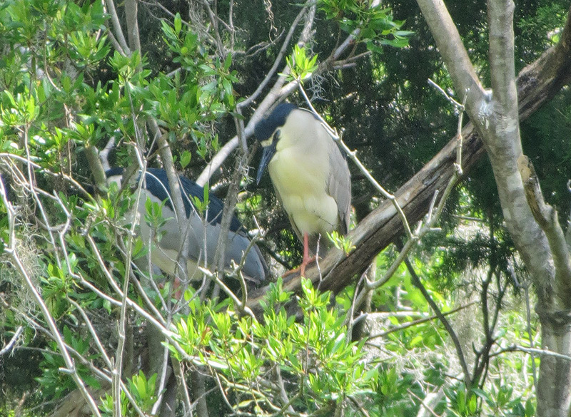 black-crowned-night-heron