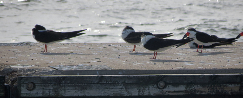 black-skimmer