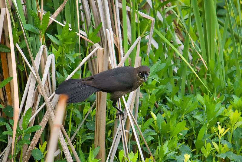 boat-tailed-grackle-female