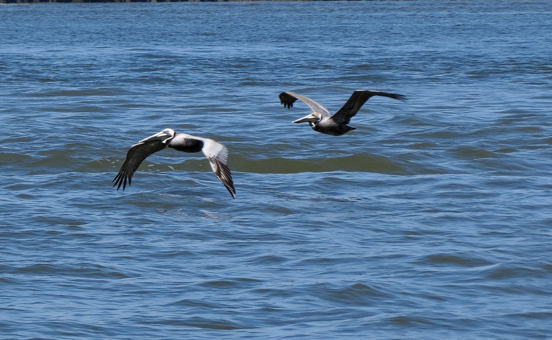 brown-pelican