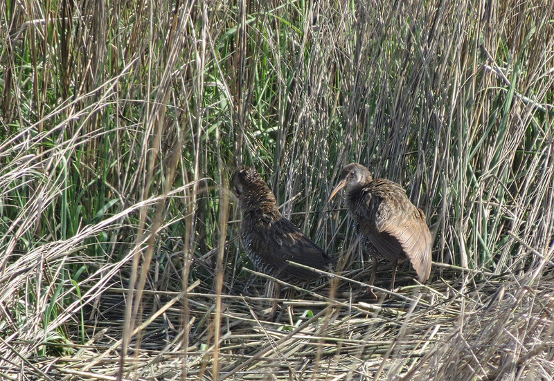 clapper-rail