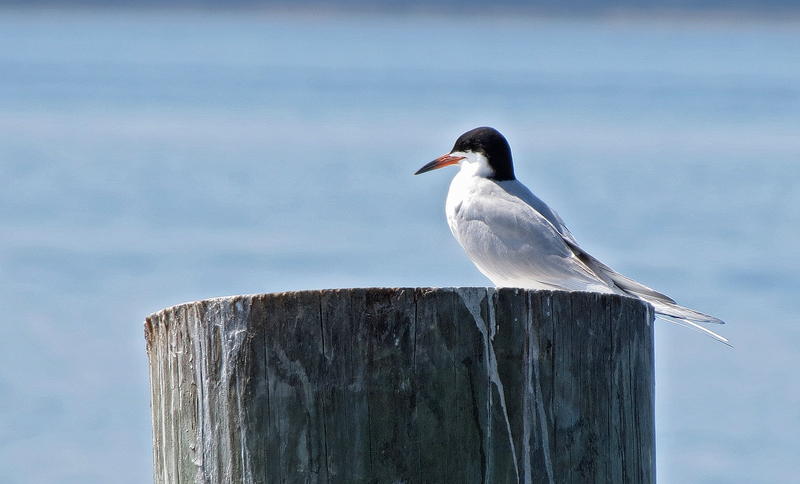 forsters-tern