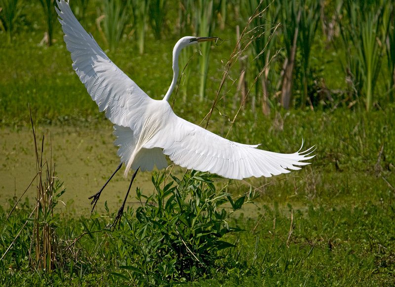 great-egret
