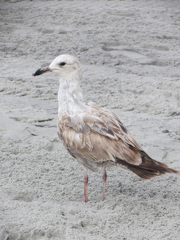 herring-gull