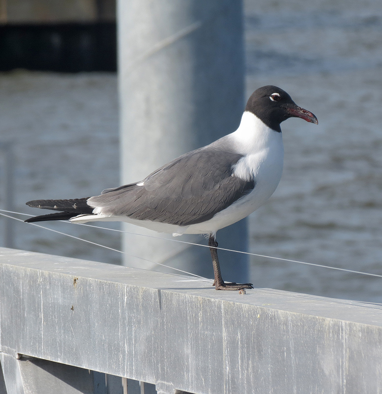 laughing-gull