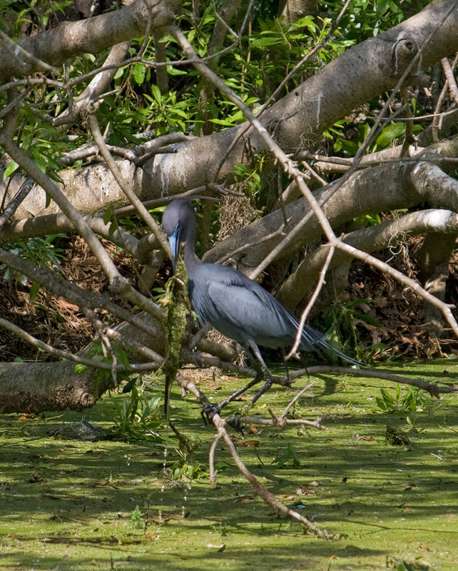 little-blue-heron