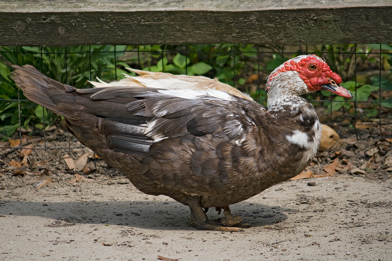muscavoy-duck