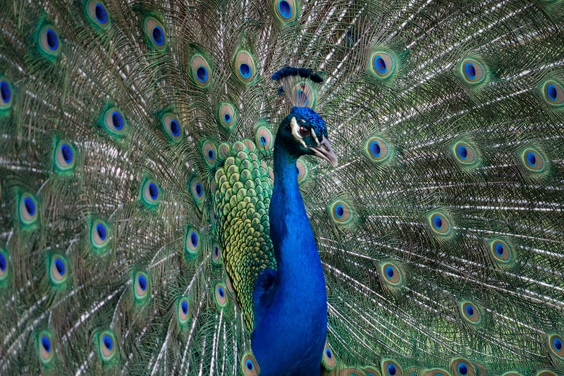 peacock