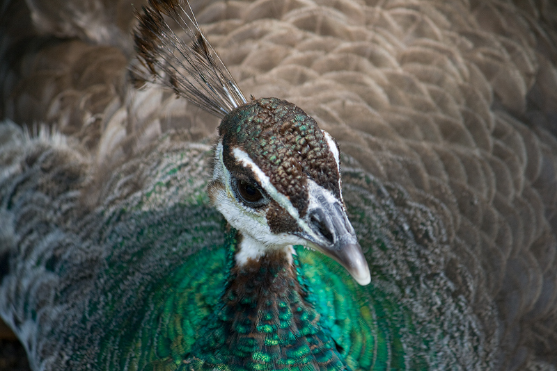 peahen